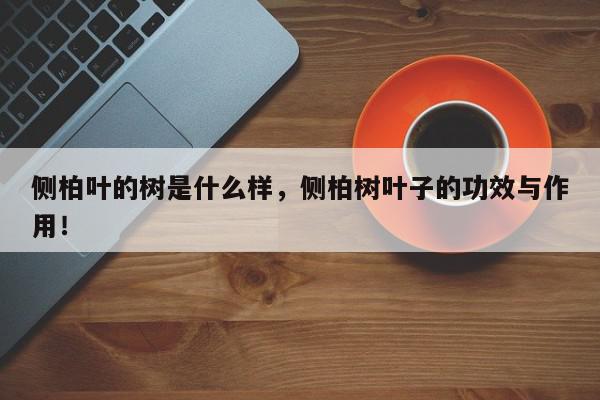 侧柏叶的树是什么样,侧柏树叶子的功效与作用!-第1张图片-我家生活百科 侧柏叶的树是什么样,侧柏树叶子的功效与作用!-第1张图片-我家生活百科