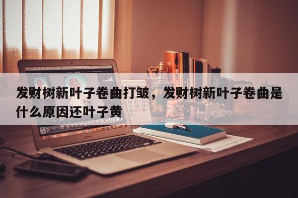 发财树新叶子卷曲打皱，发财树新叶子卷曲是什么原因还叶子黄-第1张图片-我家生活百科