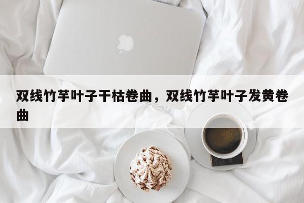 双线竹芋叶子干枯卷曲，双线竹芋叶子发黄卷曲-第1张图片-我家生活百科