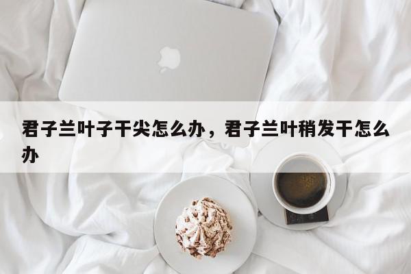 君子兰叶子干尖怎么办，君子兰叶稍发干怎么办-第1张图片-我家生活百科