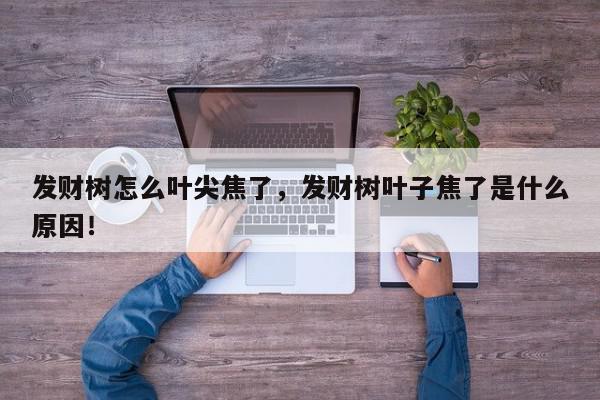 发财树怎么叶尖焦了,发财树叶子焦了是什么原因!-第1张图片-我家生活百科 发财树怎么叶尖焦了,发财树叶子焦了是什么原因!-第1张图片-我家生活百科