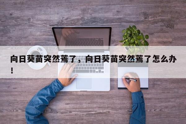 向日葵苗突然蔫了，向日葵苗突然蔫了怎么办！-第1张图片-我家生活百科