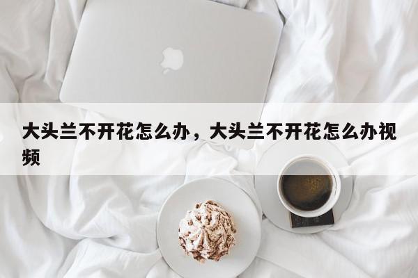 大头兰不开花怎么办，大头兰不开花怎么办视频-第1张图片-我家生活百科