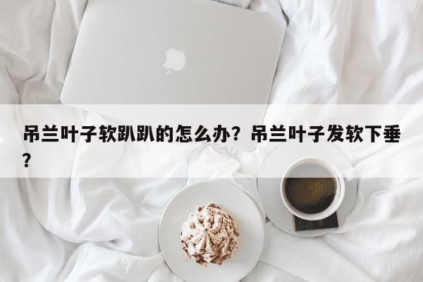 吊兰叶子软趴趴的怎么办?吊兰叶子发软下垂?-第1张图片-我家生活百科 吊兰叶子软趴趴的怎么办?吊兰叶子发软下垂?-第1张图片-我家生活百科