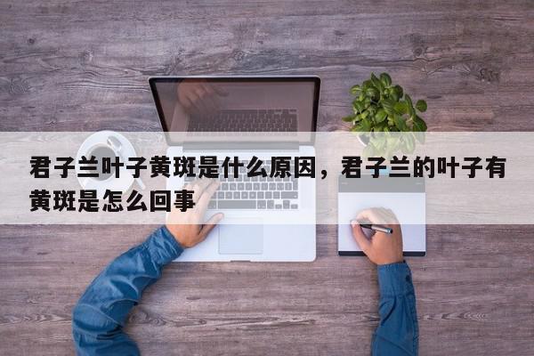 君子兰叶子黄斑是什么原因，君子兰的叶子有黄斑是怎么回事-第1张图片-我家生活百科