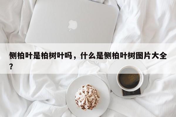 侧柏叶是柏树叶吗，什么是侧柏叶树图片大全？-第1张图片-我家生活百科