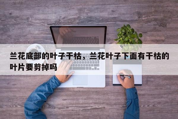 兰花底部的叶子干枯，兰花叶子下面有干枯的叶片要剪掉吗-第1张图片-我家生活百科