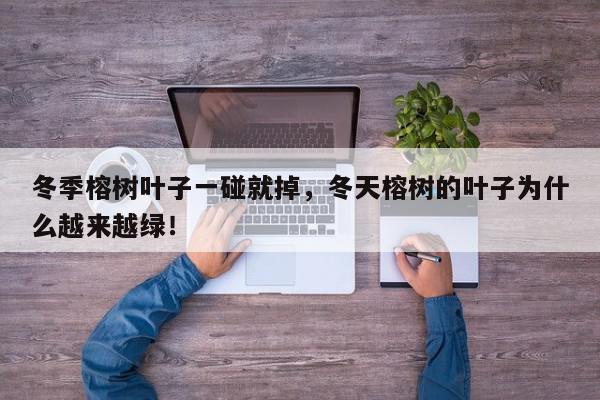 冬季榕树叶子一碰就掉，冬天榕树的叶子为什么越来越绿！-第1张图片-我家生活百科