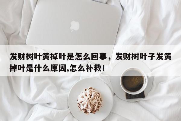 发财树叶黄掉叶是怎么回事，发财树叶子发黄掉叶是什么原因,怎么补救！-第1张图片-我家生活百科