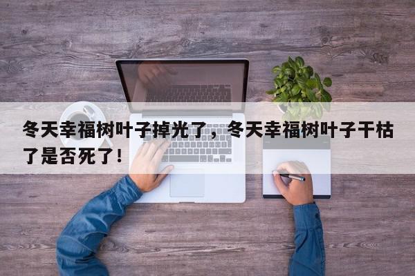 冬天幸福树叶子掉光了,冬天幸福树叶子干枯了是否死了!-第1张图片-我家生活百科 冬天幸福树叶子掉光了,冬天幸福树叶子干枯了是否死了!-第1张图片-我家生活百科