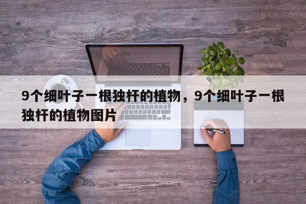 9个细叶子一根独杆的植物，9个细叶子一根独杆的植物图片-第1张图片-我家生活百科