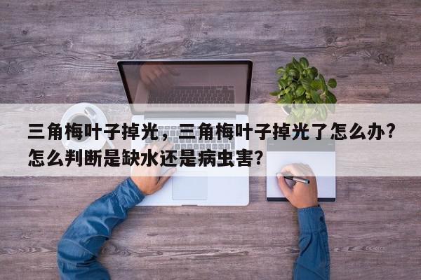 三角梅叶子掉光，三角梅叶子掉光了怎么办?怎么判断是缺水还是病虫害？-第1张图片-我家生活百科