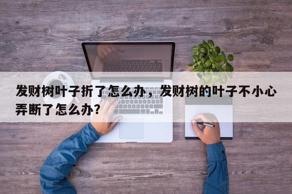 发财树叶子折了怎么办,发财树的叶子不小心弄断了怎么办?-第1张图片-我家生活百科 发财树叶子折了怎么办,发财树的叶子不小心弄断了怎么办?-第1张图片-我家生活百科
