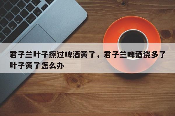 君子兰叶子擦过啤酒黄了，君子兰啤酒浇多了叶子黄了怎么办-第1张图片-我家生活百科