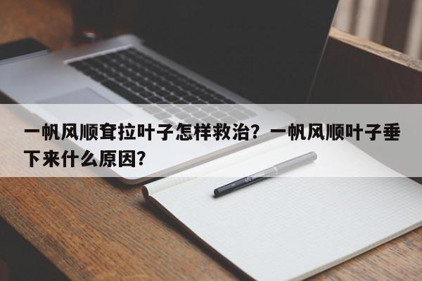 一帆风顺耷拉叶子怎样救治？一帆风顺叶子垂下来什么原因？-第1张图片-我家生活百科