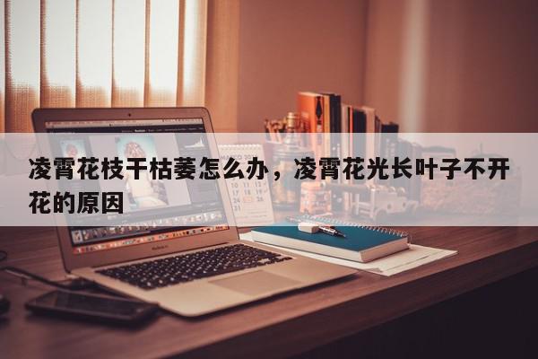 凌霄花枝干枯萎怎么办，凌霄花光长叶子不开花的原因-第1张图片-我家生活百科