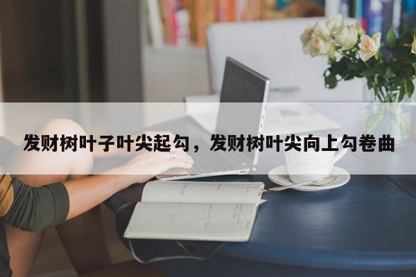 发财树叶子叶尖起勾，发财树叶尖向上勾卷曲-第1张图片-我家生活百科