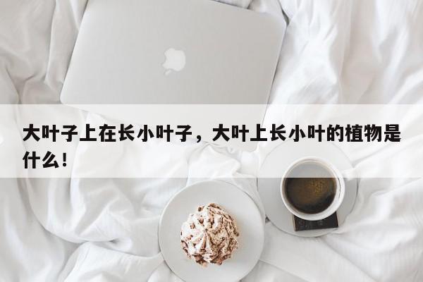 大叶子上在长小叶子,大叶上长小叶的植物是什么!-第1张图片-我家生活百科 大叶子上在长小叶子,大叶上长小叶的植物是什么!-第1张图片-我家生活百科