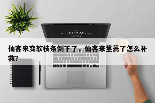 仙客来变软枝条倒下了，仙客来茎蔫了怎么补救？-第1张图片-我家生活百科