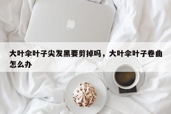 大叶伞叶子尖发黑要剪掉吗，大叶伞叶子卷曲怎么办-第1张图片-我家生活百科