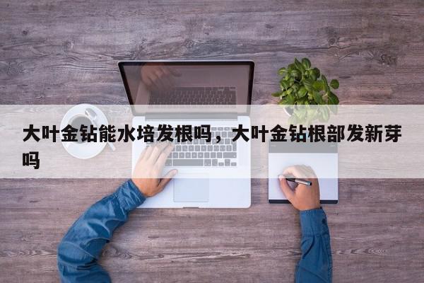 大叶金钻能水培发根吗，大叶金钻根部发新芽吗-第1张图片-我家生活百科