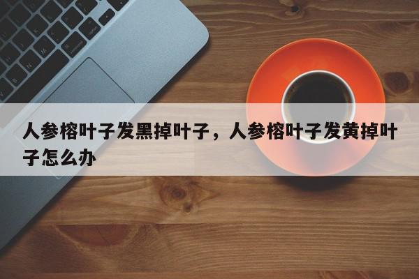 人参榕叶子发黑掉叶子，人参榕叶子发黄掉叶子怎么办-第1张图片-我家生活百科