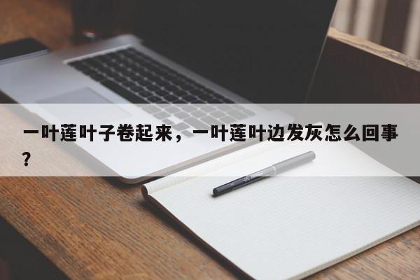 一叶莲叶子卷起来，一叶莲叶边发灰怎么回事？-第1张图片-我家生活百科