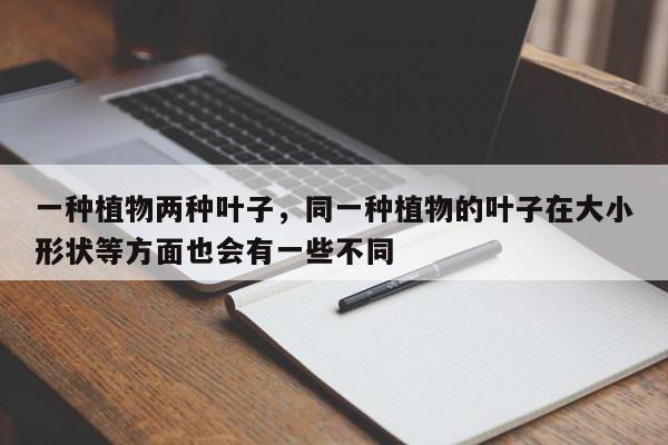 一种植物两种叶子，同一种植物的叶子在大小形状等方面也会有一些不同-第1张图片-我家生活百科
