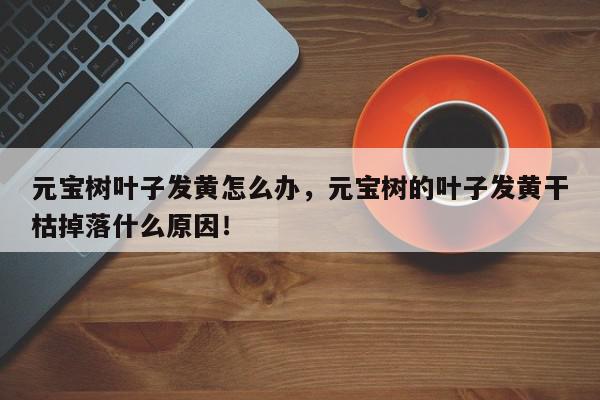元宝树叶子发黄怎么办，元宝树的叶子发黄干枯掉落什么原因！-第1张图片-我家生活百科