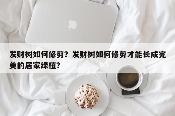 发财树如何修剪？发财树如何修剪才能长成完美的居家绿植？-第1张图片-我家生活百科