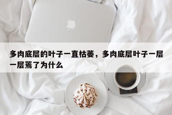 多肉底层的叶子一直枯萎，多肉底层叶子一层一层蔫了为什么-第1张图片-我家生活百科
