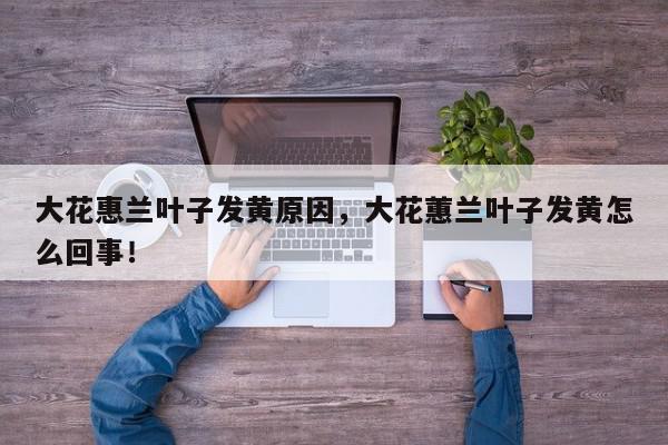 大花惠兰叶子发黄原因，大花蕙兰叶子发黄怎么回事！-第1张图片-我家生活百科