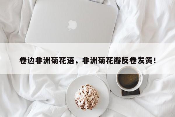 卷边非洲菊花语,非洲菊花瓣反卷发黄!-第1张图片-我家生活百科 卷边非洲菊花语,非洲菊花瓣反卷发黄!-第1张图片-我家生活百科