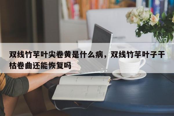 双线竹芋叶尖卷黄是什么病，双线竹芋叶子干枯卷曲还能恢复吗-第1张图片-我家生活百科