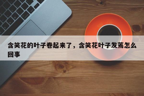 含笑花的叶子卷起来了，含笑花叶子发蔫怎么回事-第1张图片-我家生活百科