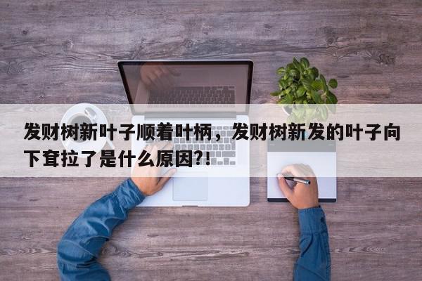 发财树新叶子顺着叶柄，发财树新发的叶子向下耷拉了是什么原因?！-第1张图片-我家生活百科
