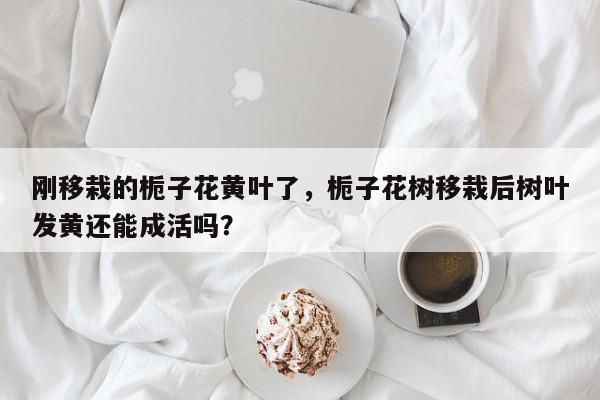 刚移栽的栀子花黄叶了，栀子花树移栽后树叶发黄还能成活吗？-第1张图片-我家生活百科