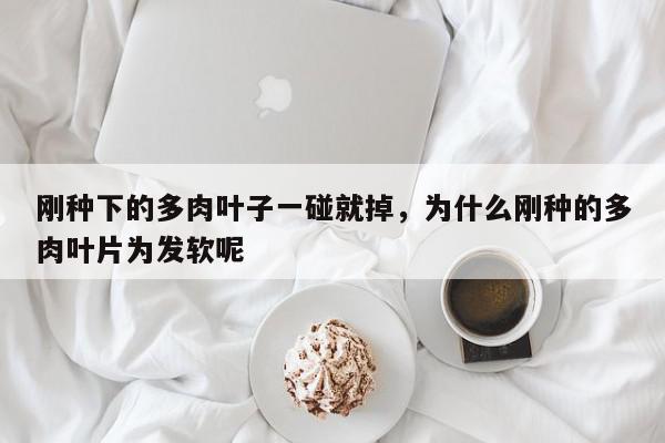 刚种下的多肉叶子一碰就掉，为什么刚种的多肉叶片为发软呢-第1张图片-我家生活百科