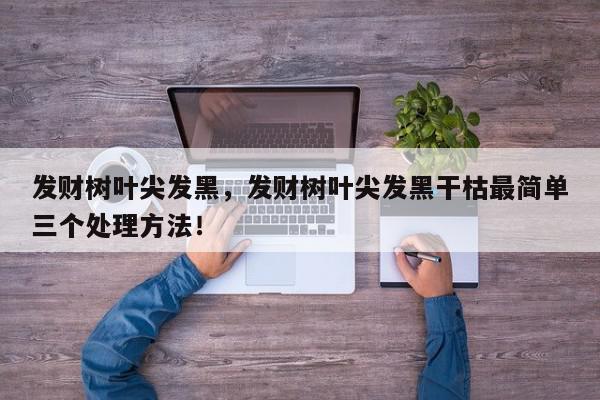 发财树叶尖发黑，发财树叶尖发黑干枯最简单三个处理方法！-第1张图片-我家生活百科