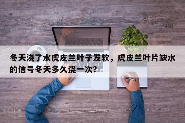 冬天浇了水虎皮兰叶子发软，虎皮兰叶片缺水的信号冬天多久浇一次？-第1张图片-我家生活百科