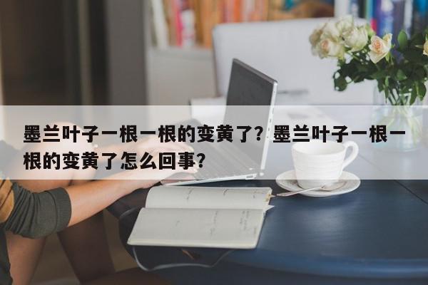 墨兰叶子一根一根的变黄了？墨兰叶子一根一根的变黄了怎么回事？-第1张图片-我家生活百科