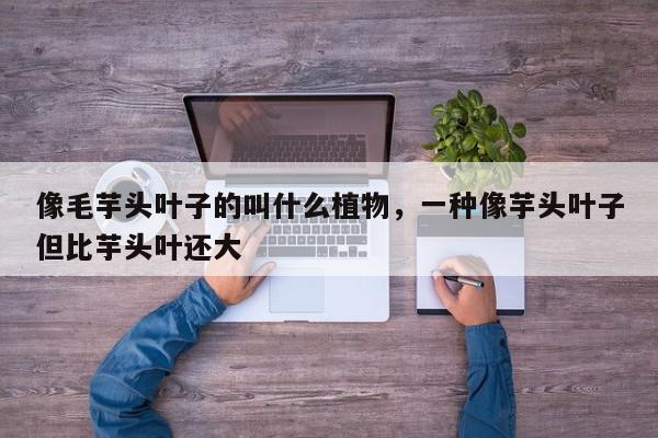 像毛芋头叶子的叫什么植物,一种像芋头叶子但比芋头叶还大-第1张图片-我家生活百科 像毛芋头叶子的叫什么植物,一种像芋头叶子但比芋头叶还大-第1张图片-我家生活百科