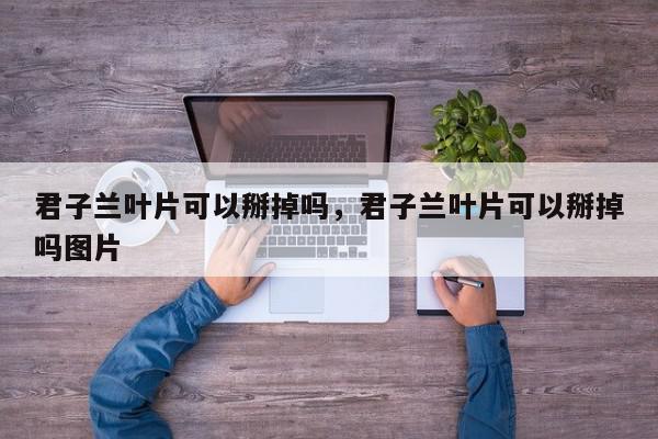 君子兰叶片可以掰掉吗，君子兰叶片可以掰掉吗图片-第1张图片-我家生活百科
