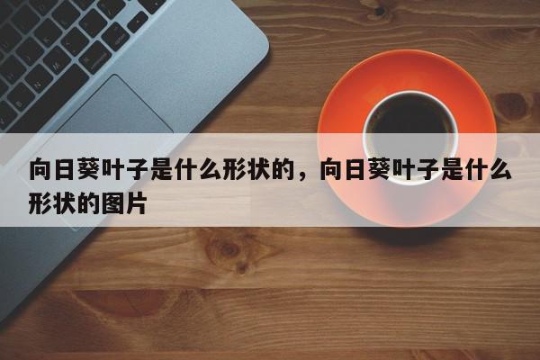 向日葵叶子是什么形状的，向日葵叶子是什么形状的图片-第1张图片-我家生活百科