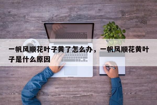 一帆风顺花叶子黄了怎么办，一帆风顺花黄叶子是什么原因-第1张图片-我家生活百科