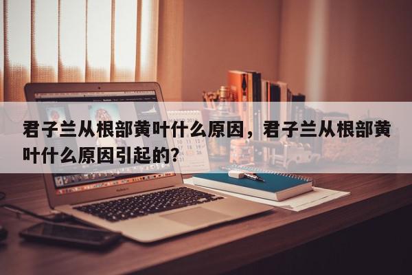 君子兰从根部黄叶什么原因，君子兰从根部黄叶什么原因引起的？-第1张图片-我家生活百科
