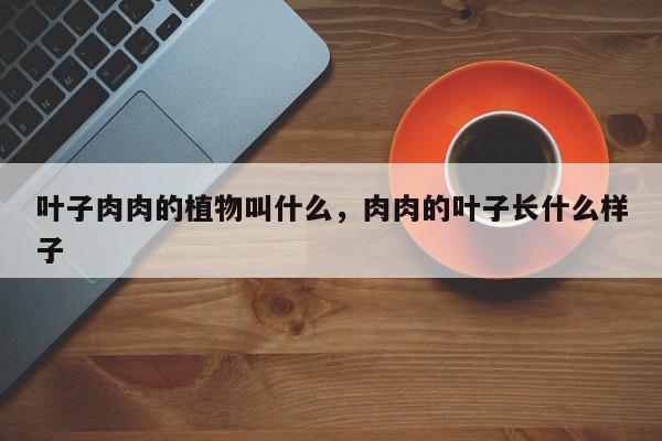 叶子肉肉的植物叫什么，肉肉的叶子长什么样子-第1张图片-我家生活百科