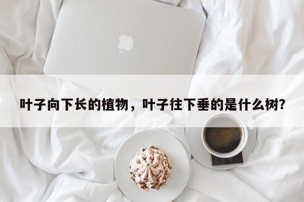 叶子向下长的植物，叶子往下垂的是什么树？-第1张图片-我家生活百科