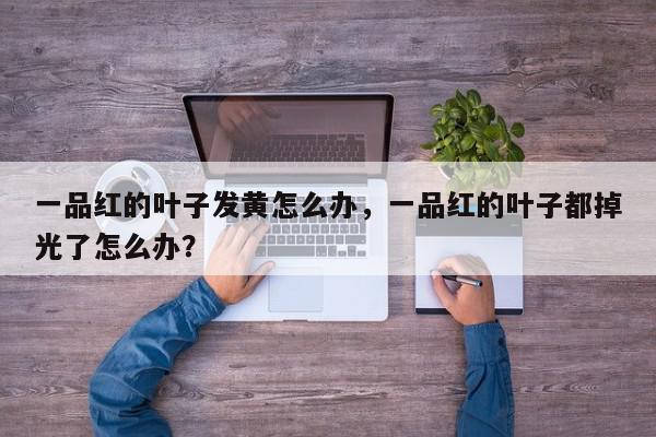 一品红的叶子发黄怎么办，一品红的叶子都掉光了怎么办？-第1张图片-我家生活百科