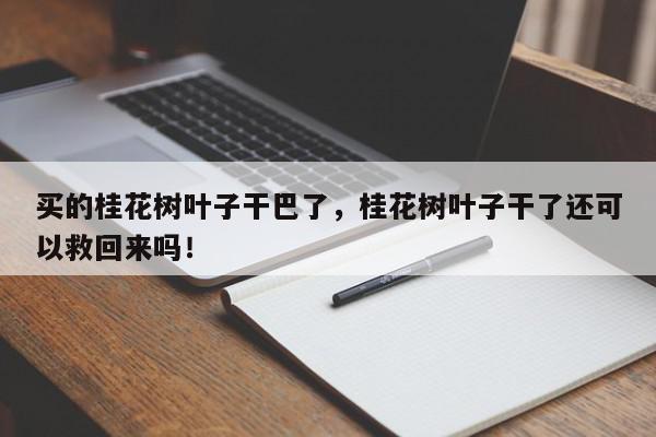 买的桂花树叶子干巴了，桂花树叶子干了还可以救回来吗！-第1张图片-我家生活百科